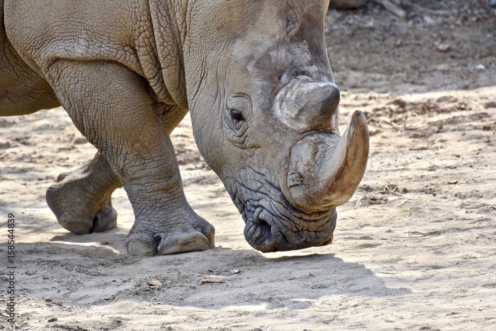 Fototapeta premium Southern White Rhino (Ceratotherium simum simum)