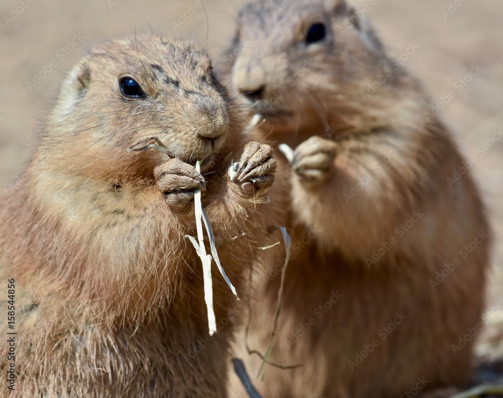 Black-tailed Prairie Dog ( Cynomys ludovicianus) Black-tailed Prairie Dog ( Cynomys ludovicianus)