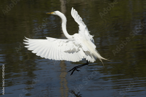 Great egret landing in water with wings outspread in Florida.