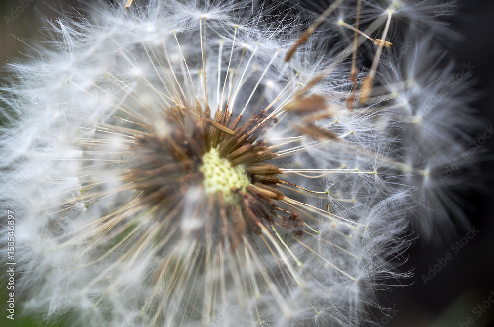 Fototapeta premium Dandelion Seeds - Soft Focus