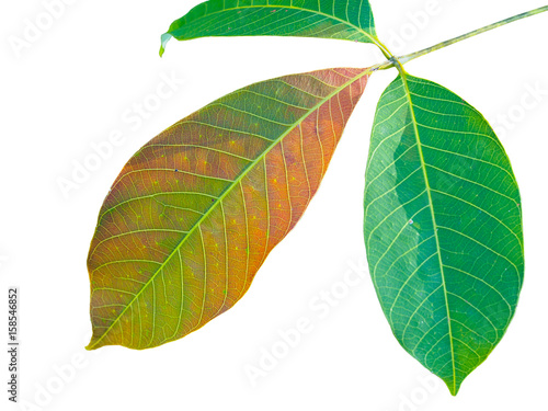 Leaves