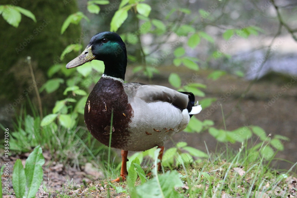 Duck Duck