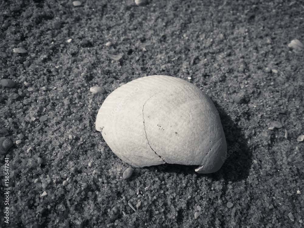 Closeup macro of sea shell and natural grey sandy grained texture background Closeup macro of sea shell and natural grey sandy grained texture background