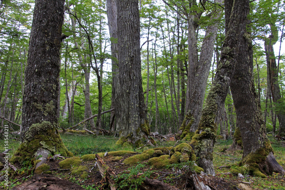 Lenga beech tree forest, Nothofagus Pumilio, Reserva Nacional Laguna Parrillar, near Punta Arenas, Patagonia, Chile Lenga beech tree forest, Nothofagus Pumilio, Reserva Nacional Laguna Parrillar, near Punta Arenas, Patagonia, Chile
