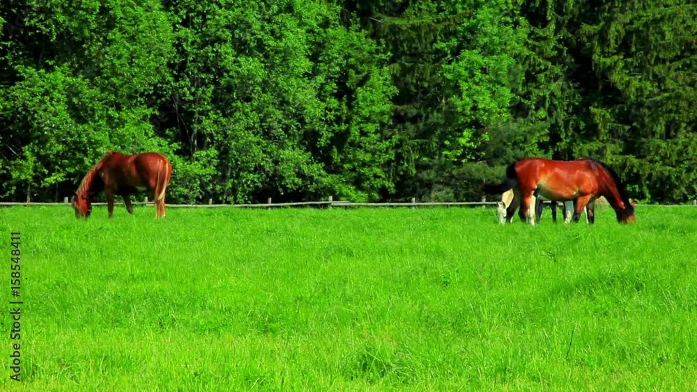 Horses graze on green field. Herd horses grazing on pasture. Herd horses eats green grass on fenced pasture. Rural landscape. Farm animals graze on green meadow Horses graze on green field. Herd horses grazing on pasture. Herd horses eats green grass on fenced pasture. Rural landscape. Farm animals graze on green meadow