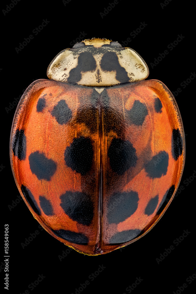 Fototapeta premium Top view of a multicolored Asian lady beetle. A native to Asia, this beetle was released in the US to help control pests. They can be identified by the M or W on the backs of their heads.