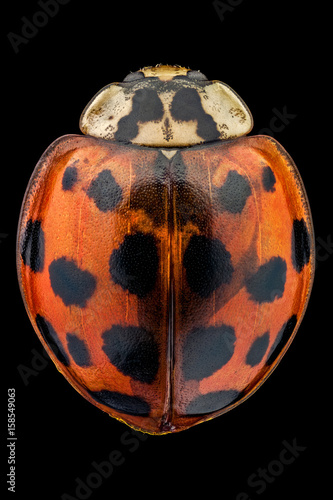 Top view of a multicolored Asian lady beetle. A native to Asia, this beetle was released in the US to help control pests. They can be identified by the M or W on the backs of their heads.