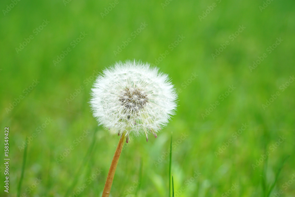 dandelion on green meadow in spring dandelion on green meadow in spring
