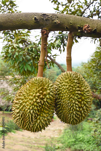Fresh durian on tree in the orchard garden  king of fruits thailand