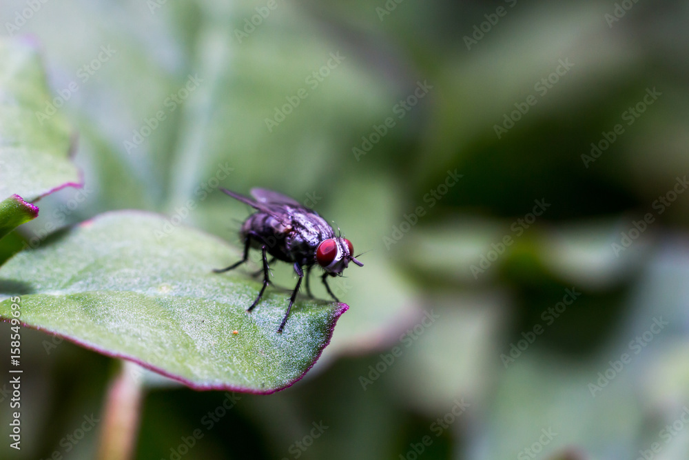 Close up brown floy on green lea Close up brown floy on green lea
