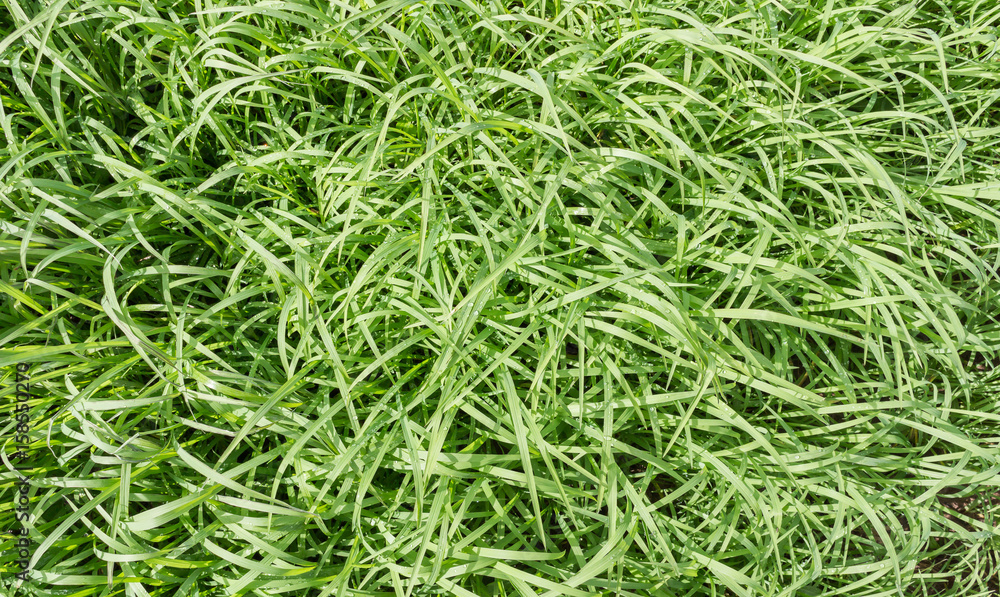 top view long leaf of green grass after the rain top view long leaf of green grass after the rain