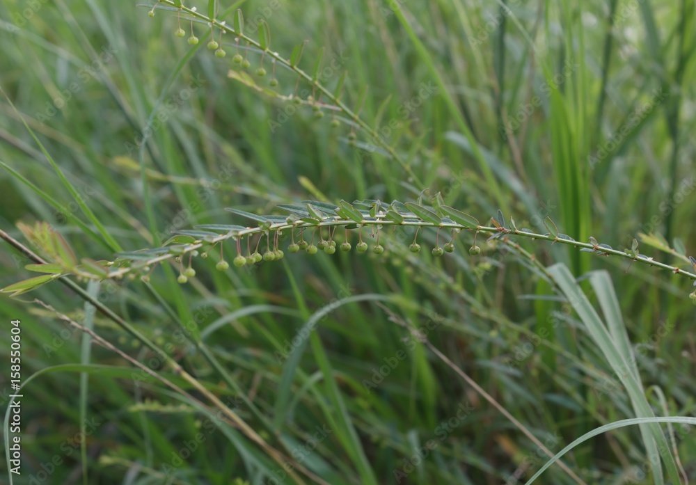 Seed-under-leaf in the meadow