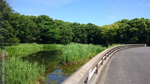 新緑の山田池公園