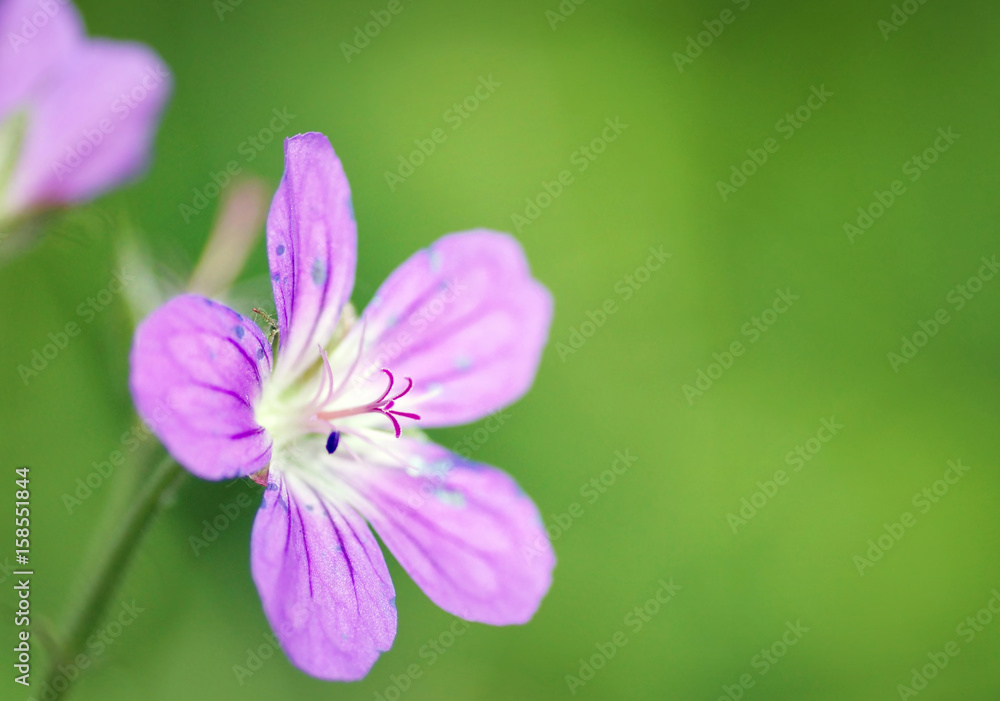 Beautiful fragile pink flower in the summer forest Beautiful fragile pink flower in the summer forest