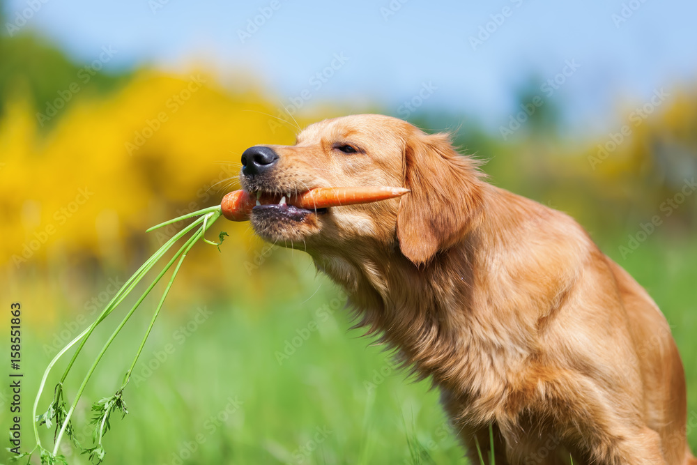 Obraz premium young golden retriever with a carrot