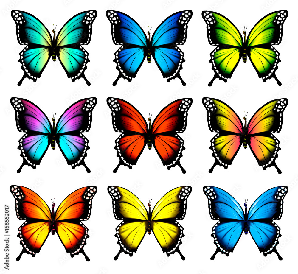 Obraz premium Colorful butterflies set. Vector.