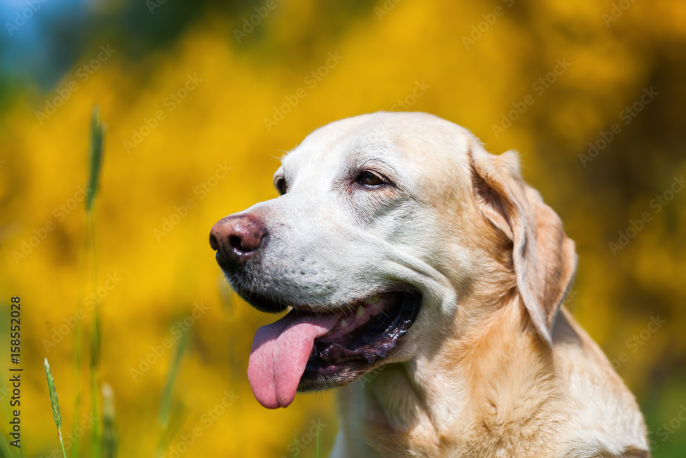 head portrait of an old labrador retriever