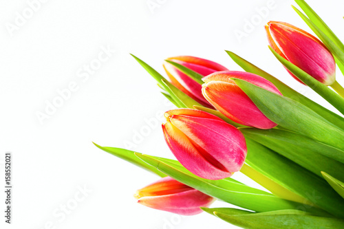 Spring floral background. Pink tulip flowers.