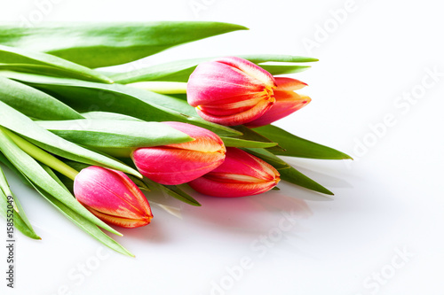 Spring floral background. Pink tulip flowers.
