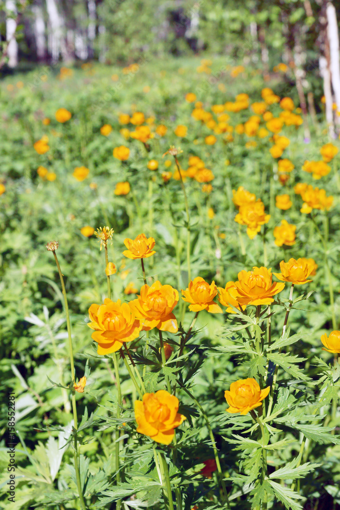 Beautiful vivid orange flowers on a glade in the summer forest Beautiful vivid orange flowers on a glade in the summer forest