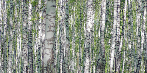 Fototapeta Naklejka Na Ścianę i Meble -  Birch forest in bright sunny day. Many trees trunks with black and white bark