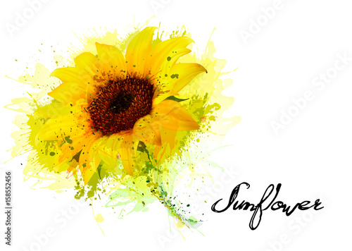 Fototapeta Naklejka Na Ścianę i Meble -  Nature background with yellow sunflower. Vector