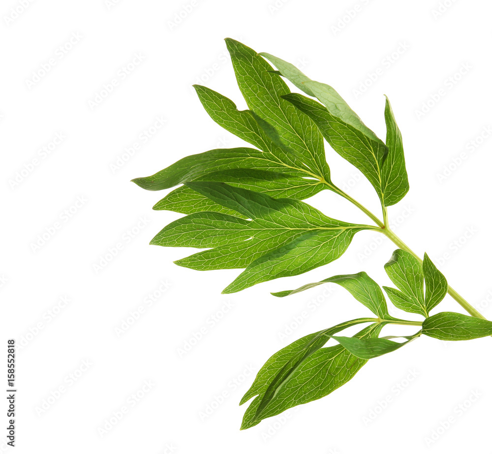 Peony leaves on white background