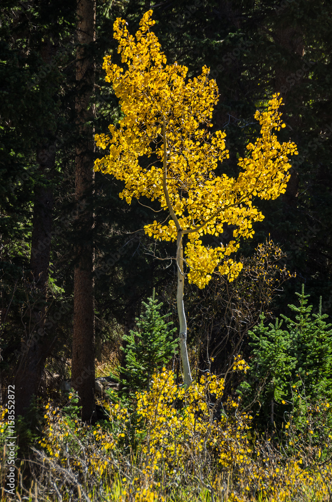 Obraz premium Light at the Edge of the Forest