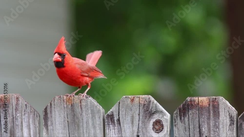 Cardinal on Fence eating seeds.