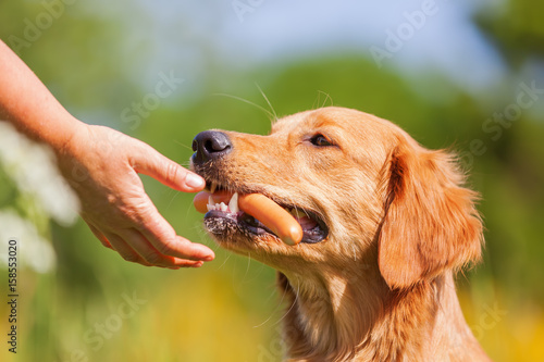 golden retriever with a sausage in the snout