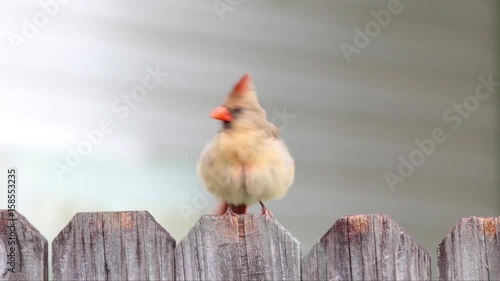 Female cardinal on fence ruffles feathers.