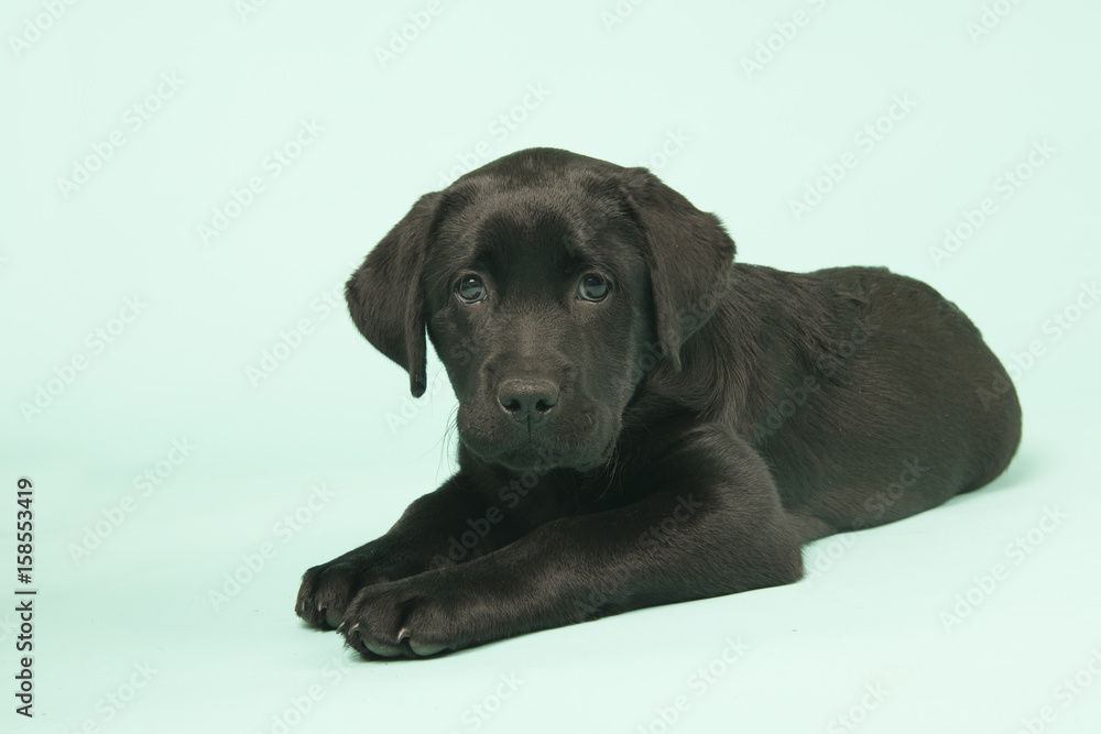 Chocolate Labrador puppy on green background