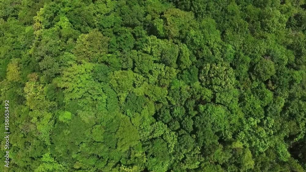 Aerial Of Green Tree Tops In Forest On Wild Island. HD, 1920x1080. Aerial Of Green Tree Tops In Forest On Wild Island. HD, 1920x1080.