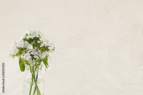 White sweet william flowers in vase with copy space