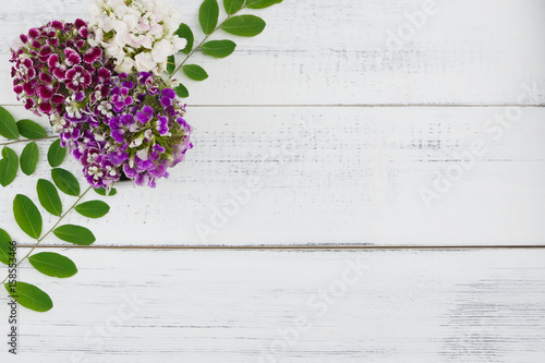 Sweet william flowers with green leaves on white wood background with copy space