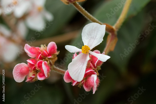 Begonia White flower with yellow stamen and hairy pink flower in Tasmania, Australia . photo