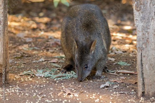 Tasmanian Pademelon nibbling its lunch on the ground in Tasmania, Australia (Thylogale billardierii) photo