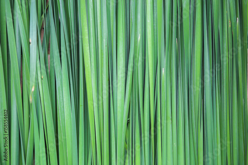 rice plant