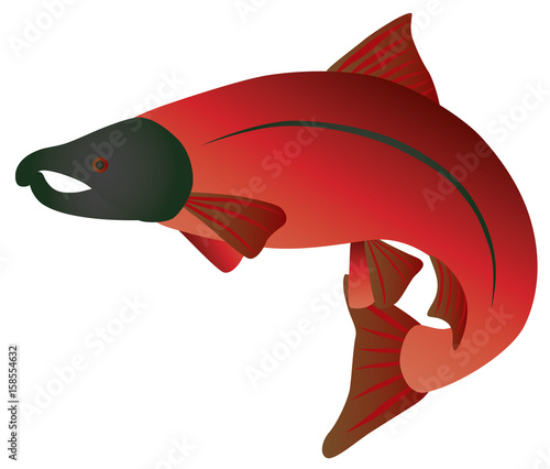 Coho Salmon Color vector Illustration