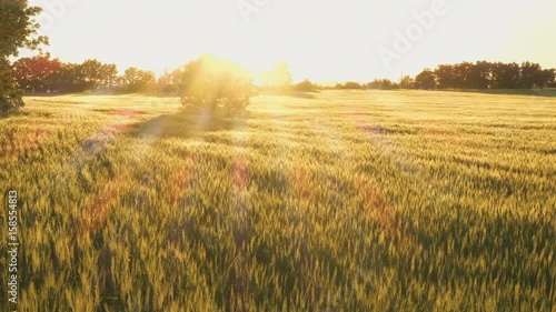evening wheat field with the golden beams of sunlight
