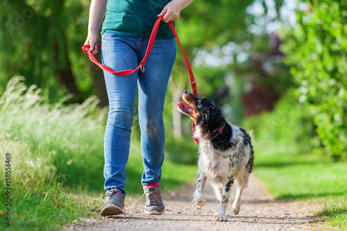 Leinwand Poster mature woman with Brittany dog at the leash