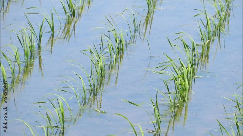 春 田植え後 水田風景 春 田植え後 水田風景