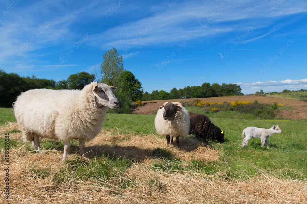 Fototapeta premium Black sheep with lamb