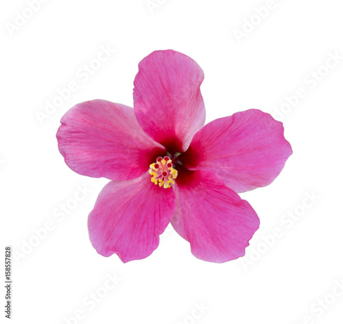 Hibiscus flower isolated.