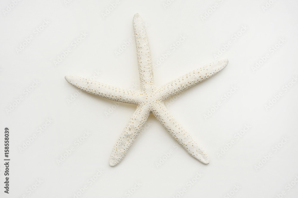 starfish isolated on white background starfish isolated on white background