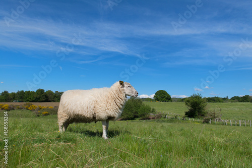 White sheep in landscape