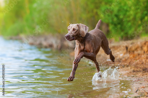 Weimaraner dog running in a lake