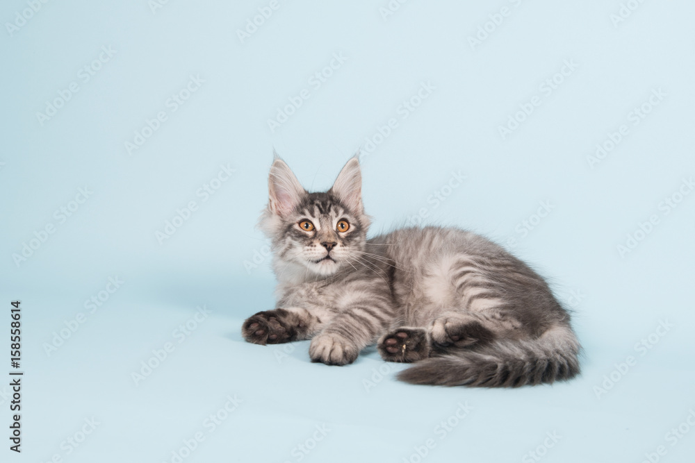 Maine coon kitten laying on blue