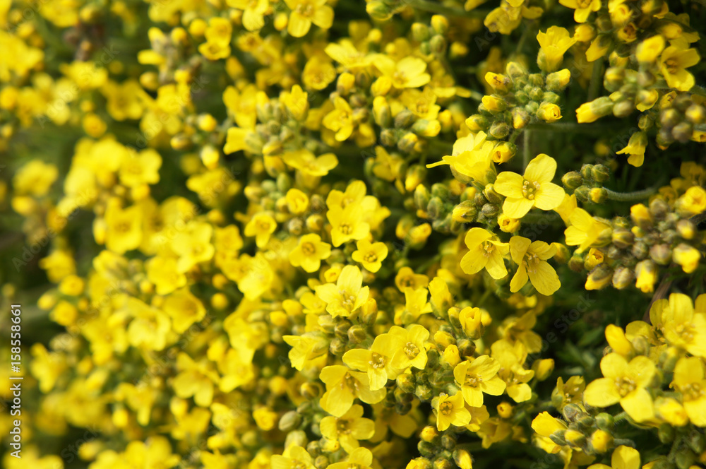 Obraz premium Barbarea arcuata many yellow flowers background