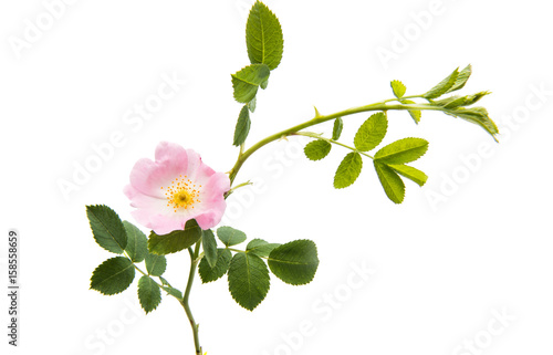 wild rose flower isolated